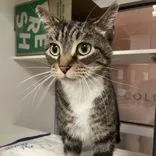 An adult medium-sized female Tabby (Buff / Tan / Fawn) Domestic Short Hair cat named Tiger Lilly for adoption in Hilliard, OH