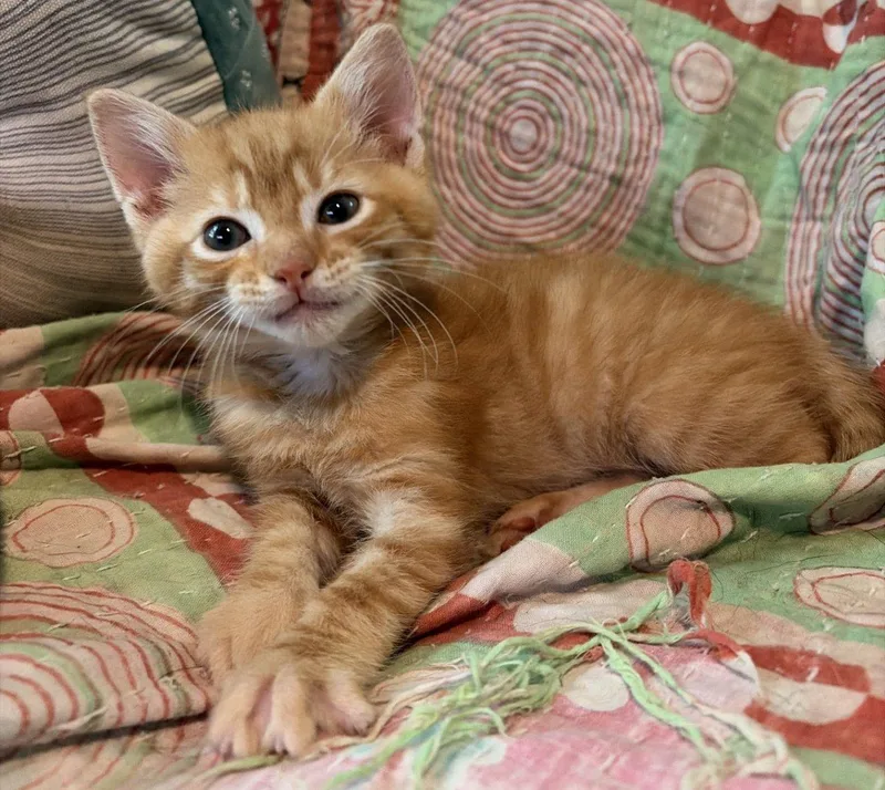 A baby small-sized male Tabby (Orange / Red) Domestic Short Hair cat named Frank Ocean for adoption in Raleigh, NC