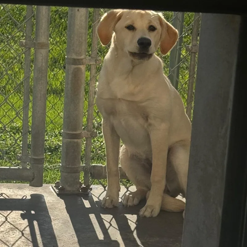 A young medium-sized female Yellow / Tan / Blond / Fawn Labrador Retriever dog named SunnyCS for adoption in Anahuac, TX