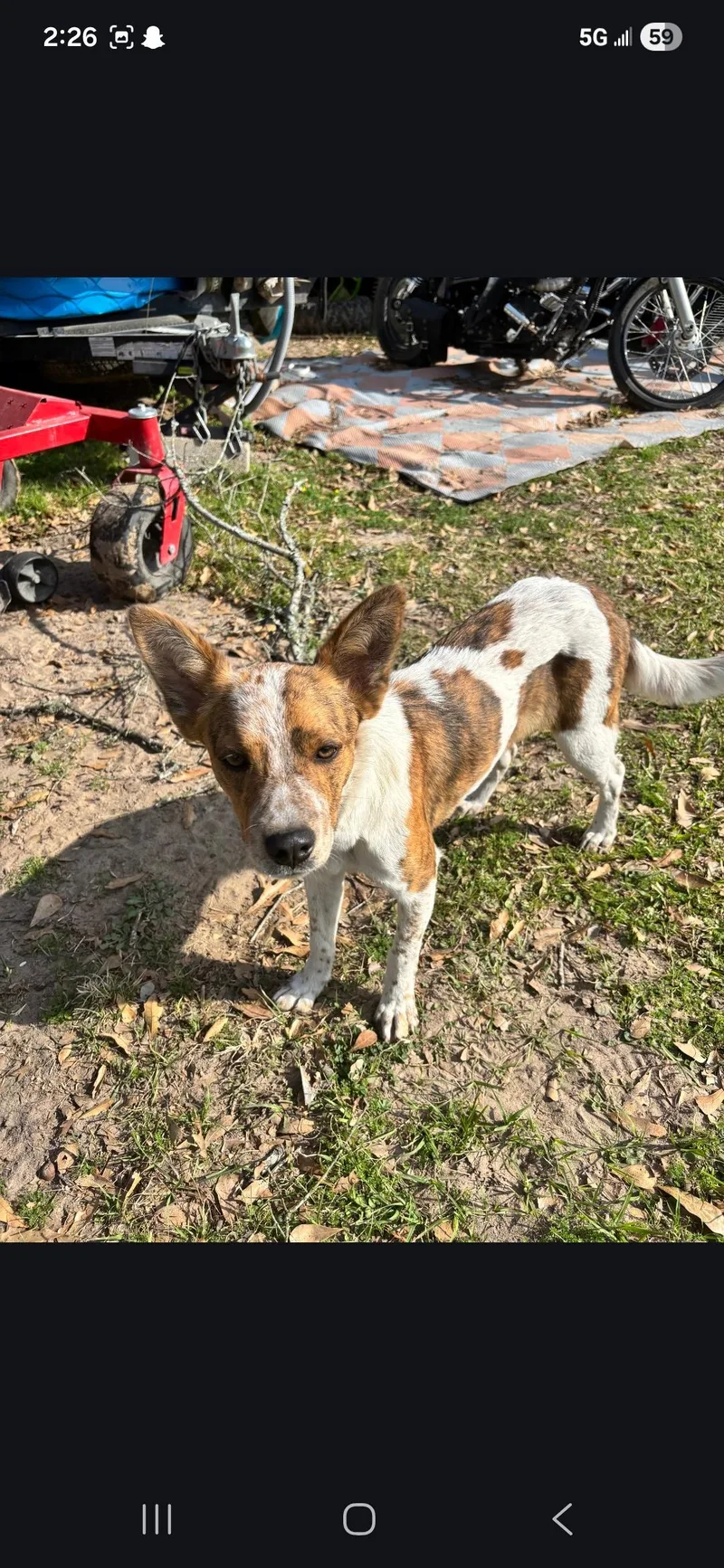 A young medium-sized female Apricot / Beige Australian Cattle Dog / Blue Heeler dog named Willow for adoption in Anderson, TX