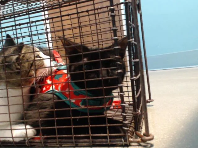 An adult medium-sized female Domestic Short Hair cat named Luna for adoption in Houston, TX