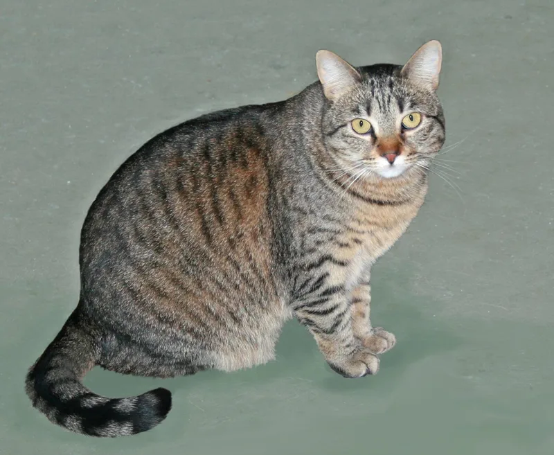 An adult medium-sized female Tabby (Brown / Chocolate) Tabby cat named Flory for adoption in Victoria, MN