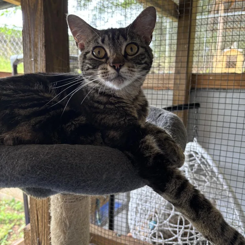 An adult small-sized female Gray / Blue / Silver Domestic Short Hair cat named Bandit for adoption in Enterprise, AL