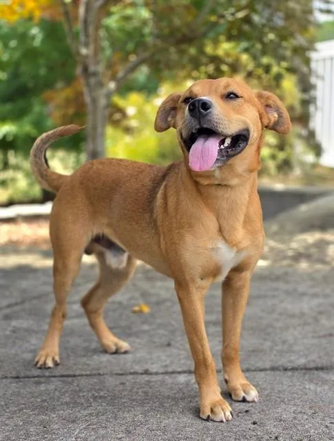 A young medium-sized male Labrador Retriever dog named Glenn for adoption in Statesville, NC