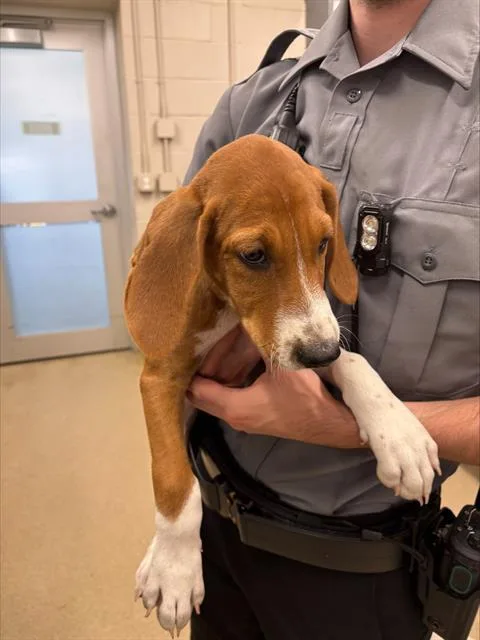 A baby small-sized male Treeing Walker Coonhound dog named Biscuit for adoption in Grand Prairie, TX
