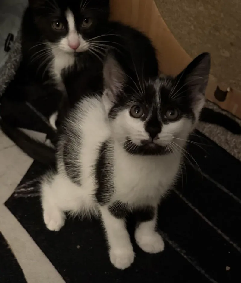 A baby small-sized female Domestic Short Hair cat named Charlotte for adoption in Ferndale, MI