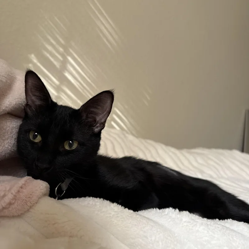 Poppy & Mavis thumbnail 3