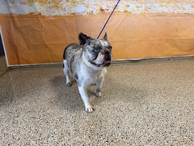An adult small-sized female French Bulldog dog named Petunia for adoption in Miami, FL
