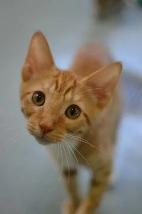 Pepper thumbnail 3