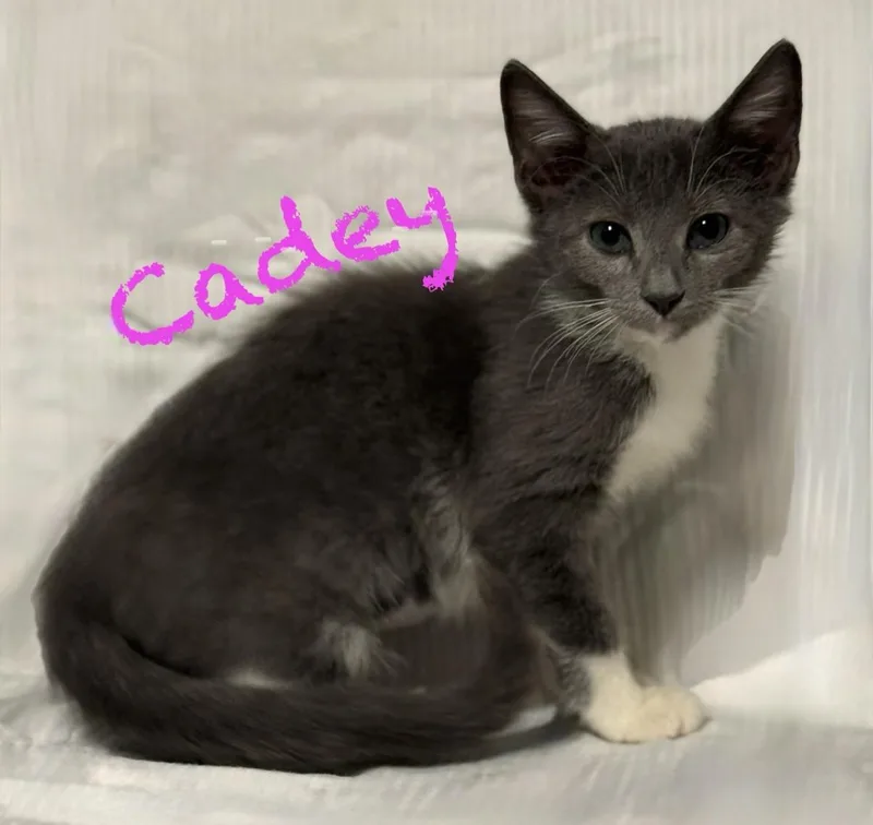 A baby medium-sized female Gray & White Domestic Short Hair cat named Cadey for adoption in Pawleys Island, SC