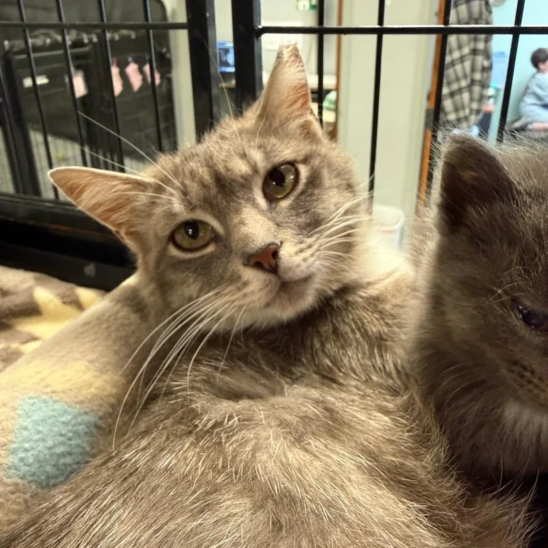 A young small-sized female Gray / Blue / Silver Domestic Short Hair cat named Muse for adoption in Richmond, IN