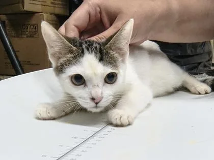 A baby small-sized female Domestic Short Hair cat named Sarah $ for adoption in Seneca, SC
