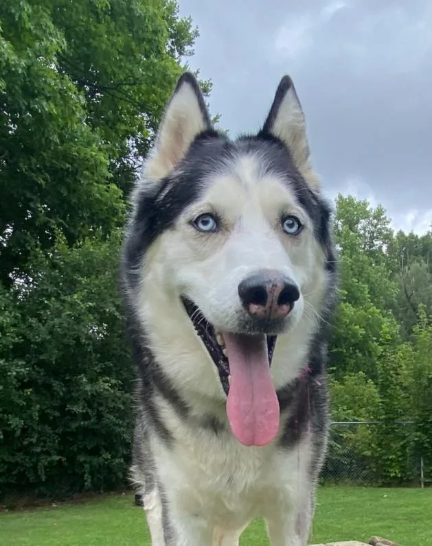 An adult large-sized male Siberian Husky dog named Juno for adoption in Clinton Township, MI