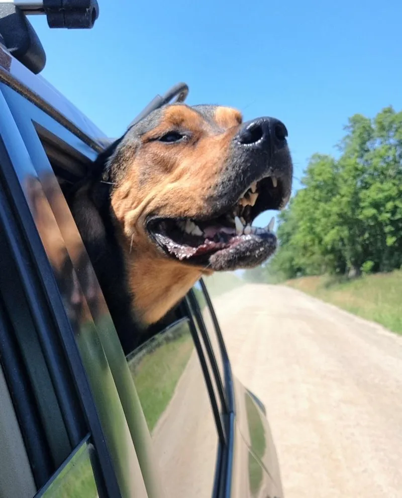 An adult large-sized female Yellow / Tan / Blond / Fawn Mixed Breed dog named Jessie for adoption in Lansing, MI
