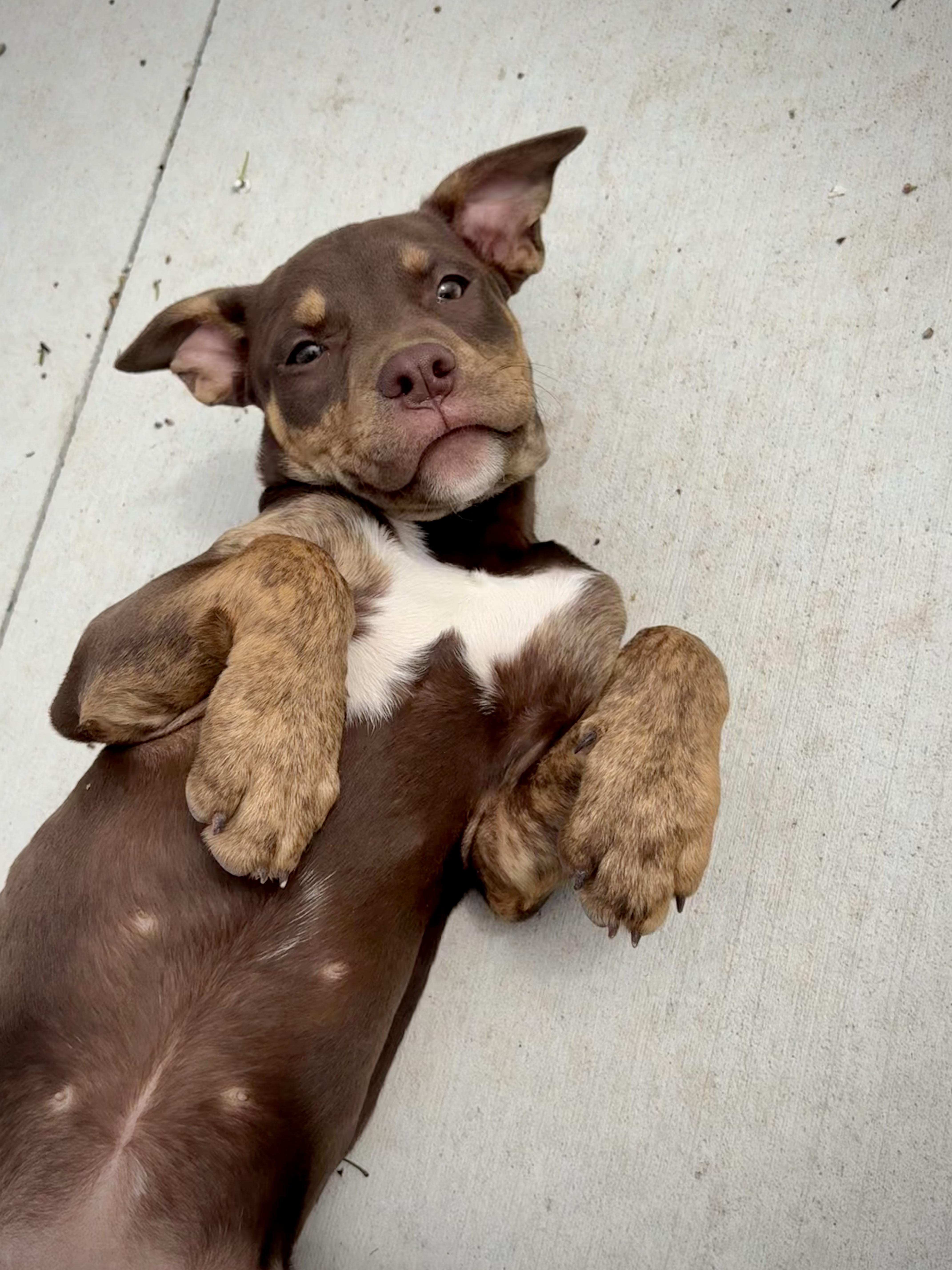 A baby large-sized female Brown / Chocolate Labrador Retriever dog named Stormy for adoption in Kalamazoo, MI