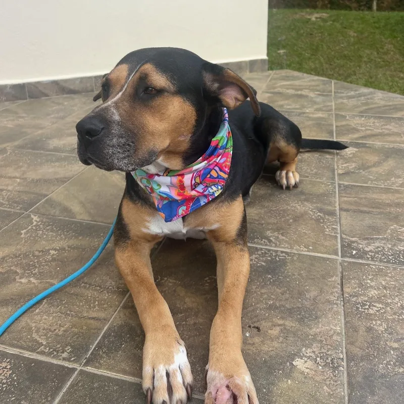 An adult medium-sized female Tricolor (Brown, Black, & White) Boxer dog named Sweet Mama Moosh for adoption in Carolina, PR