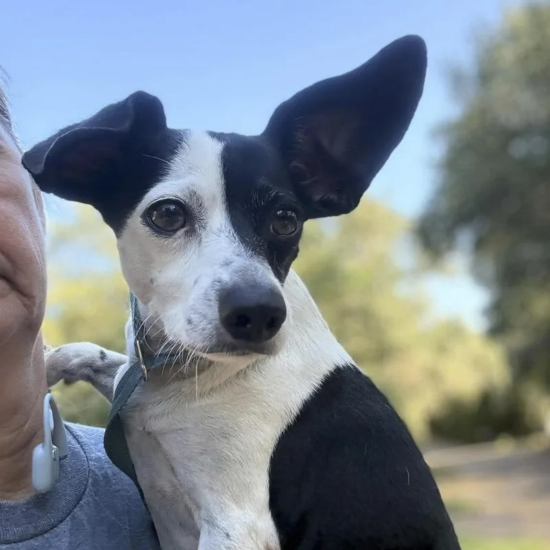 An adult small-sized female Dachshund dog named Annie for adoption in Caldwell, TX