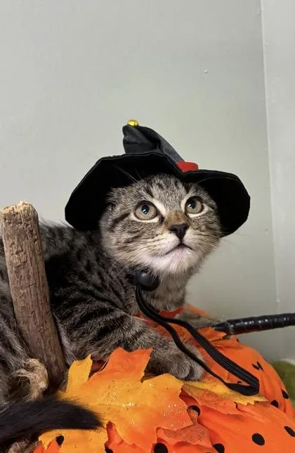A baby medium-sized female Domestic Short Hair cat named Honeybun for adoption in Picayune, MS