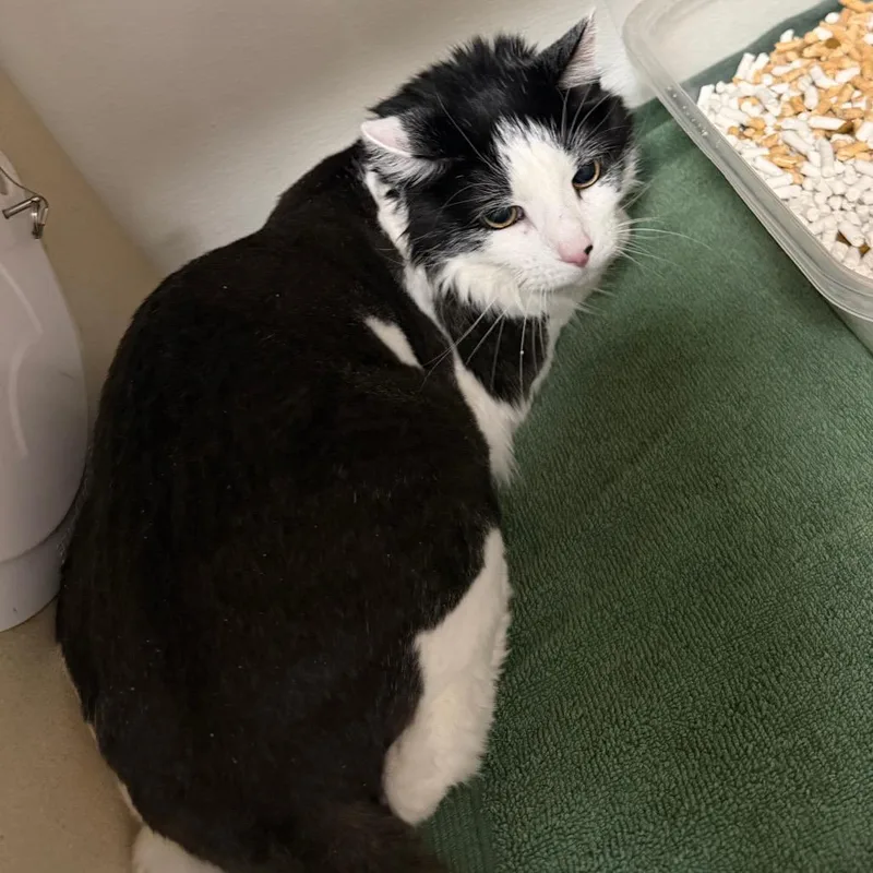 A senior large-sized male White Domestic Long Hair cat named Sylvester for adoption in Yuma, AZ