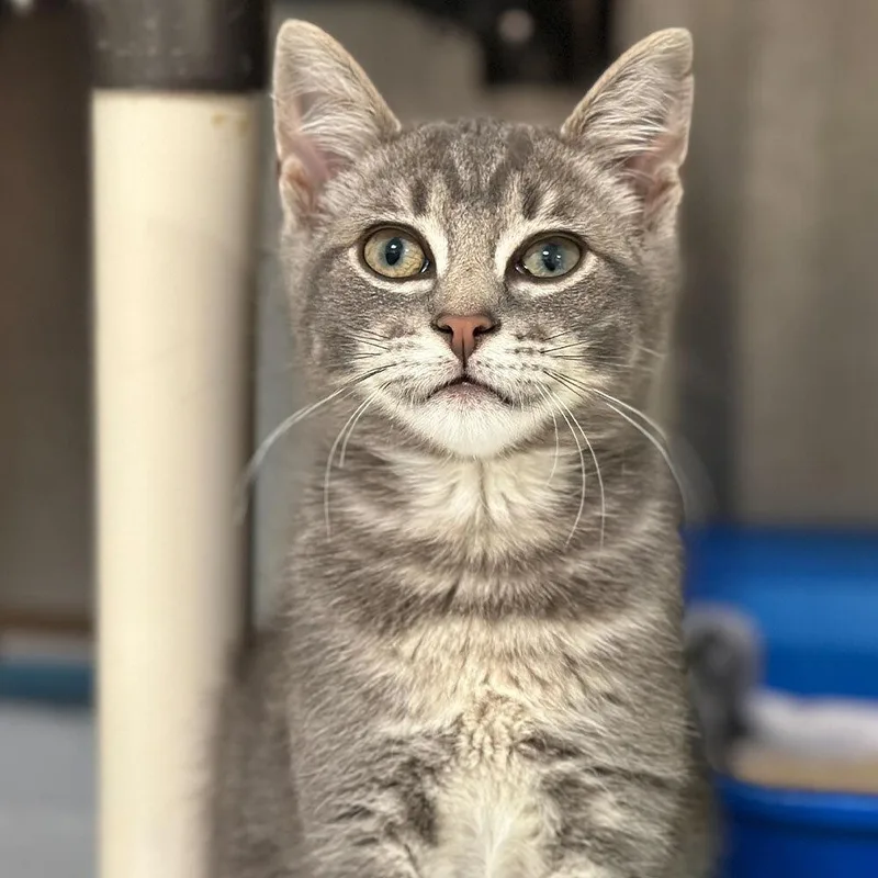 An adult small-sized male Domestic Short Hair cat named Leonardo for adoption in Port Washington, NY