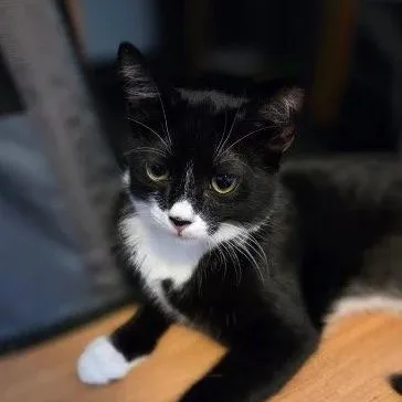 A baby medium-sized male Black Domestic Short Hair cat named Gremlin & Pumpkin for adoption in Bridgeport, CT