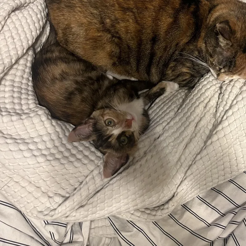 A baby small-sized female Calico Domestic Short Hair cat named Count Binface Leader for adoption in Costa Mesa, CA
