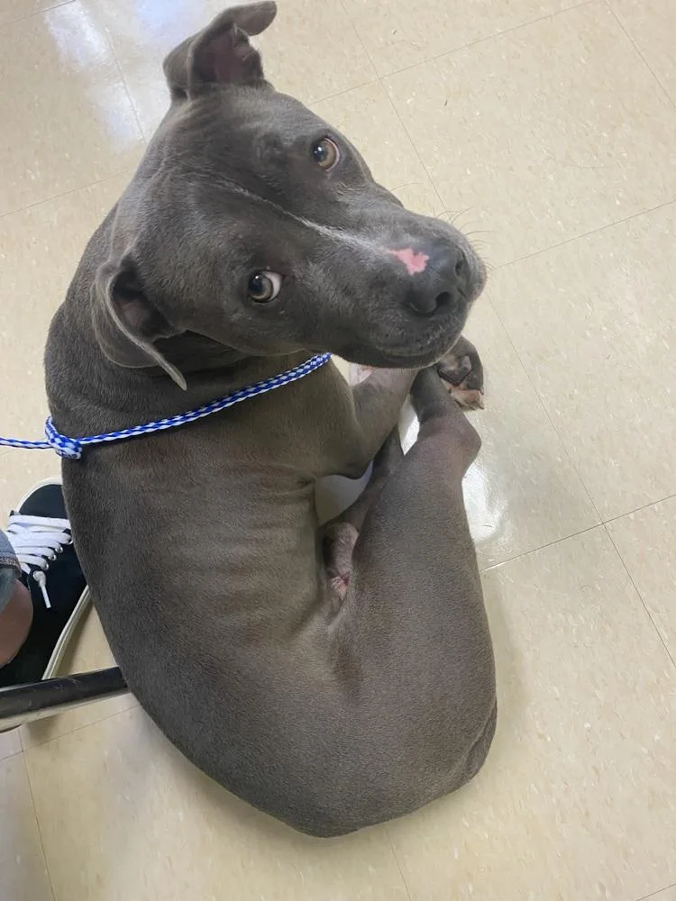 An adult medium-sized male Gray / Blue / Silver Pit Bull Terrier dog named River for adoption in Lincoln Park, MI