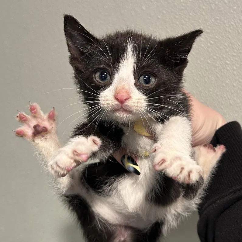 A baby small-sized female Black Domestic Short Hair cat named Nala for adoption in San Gabriel, CA