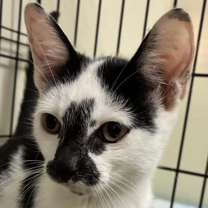 A baby small-sized male White Domestic Short Hair cat named Pie for adoption in Williston, FL