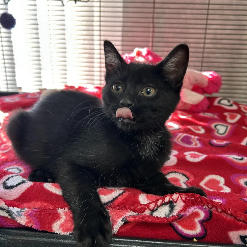 A young medium-sized female Domestic Short Hair cat named Jolene for adoption in St. Clair, MI
