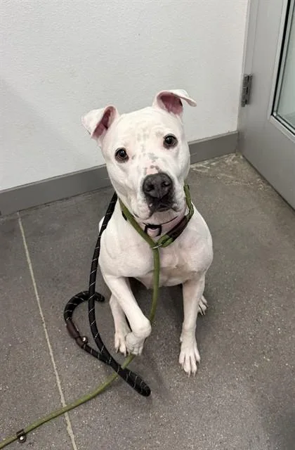A young large-sized female Pit Bull Terrier dog named Remi for adoption in Mesa, AZ