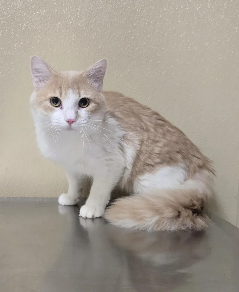 A young medium-sized male Domestic Short Hair cat named Royal for adoption in Brainerd, MN