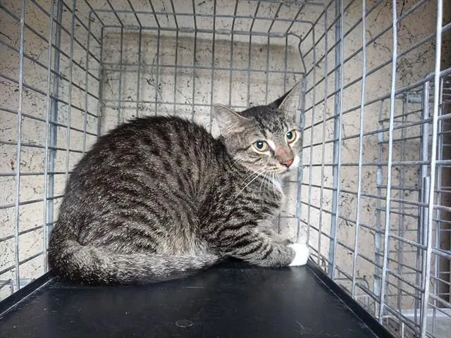 An adult large-sized male Domestic Short Hair cat named Lennon for adoption in Fort Lauderdale, FL