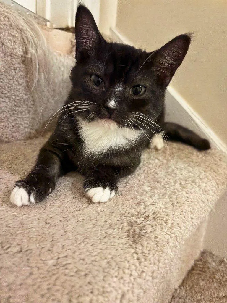 A baby medium-sized male Domestic Short Hair cat named October for adoption in Cumming, GA