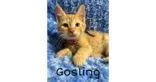 Gosling