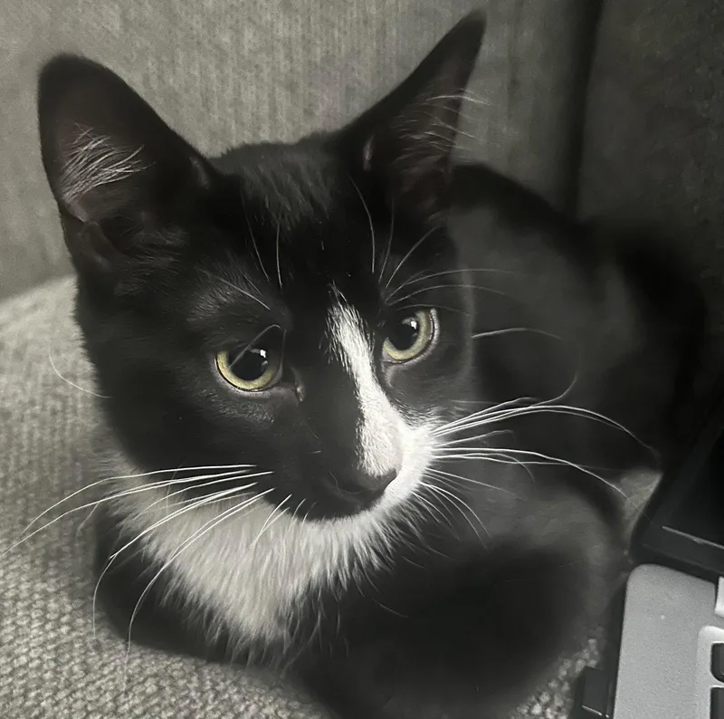 A baby medium-sized male Domestic Short Hair cat named Ace for adoption in Northfield, OH