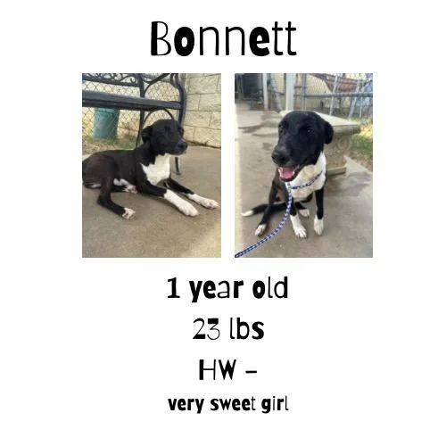 A young small-sized female Mixed Breed dog named Bonnett for adoption in Albany, GA