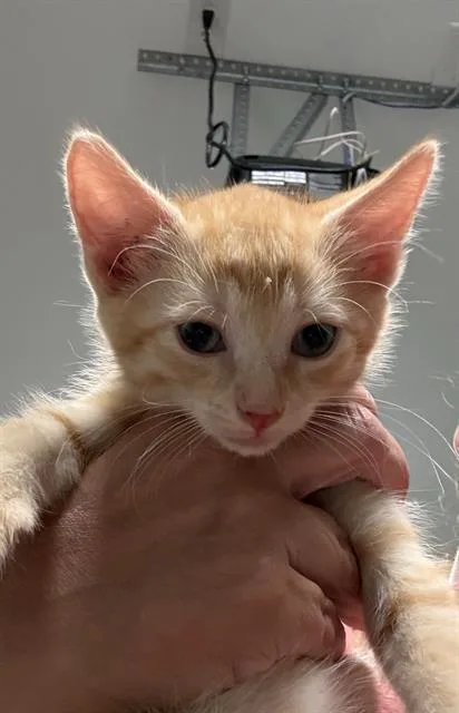 A baby small-sized male Domestic Short Hair cat named Joe for adoption in Haw River, NC