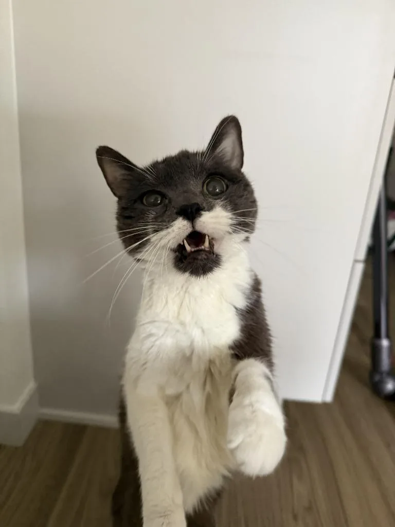An adult large-sized female Domestic Short Hair cat named Florence for adoption in Minneapolis, MN