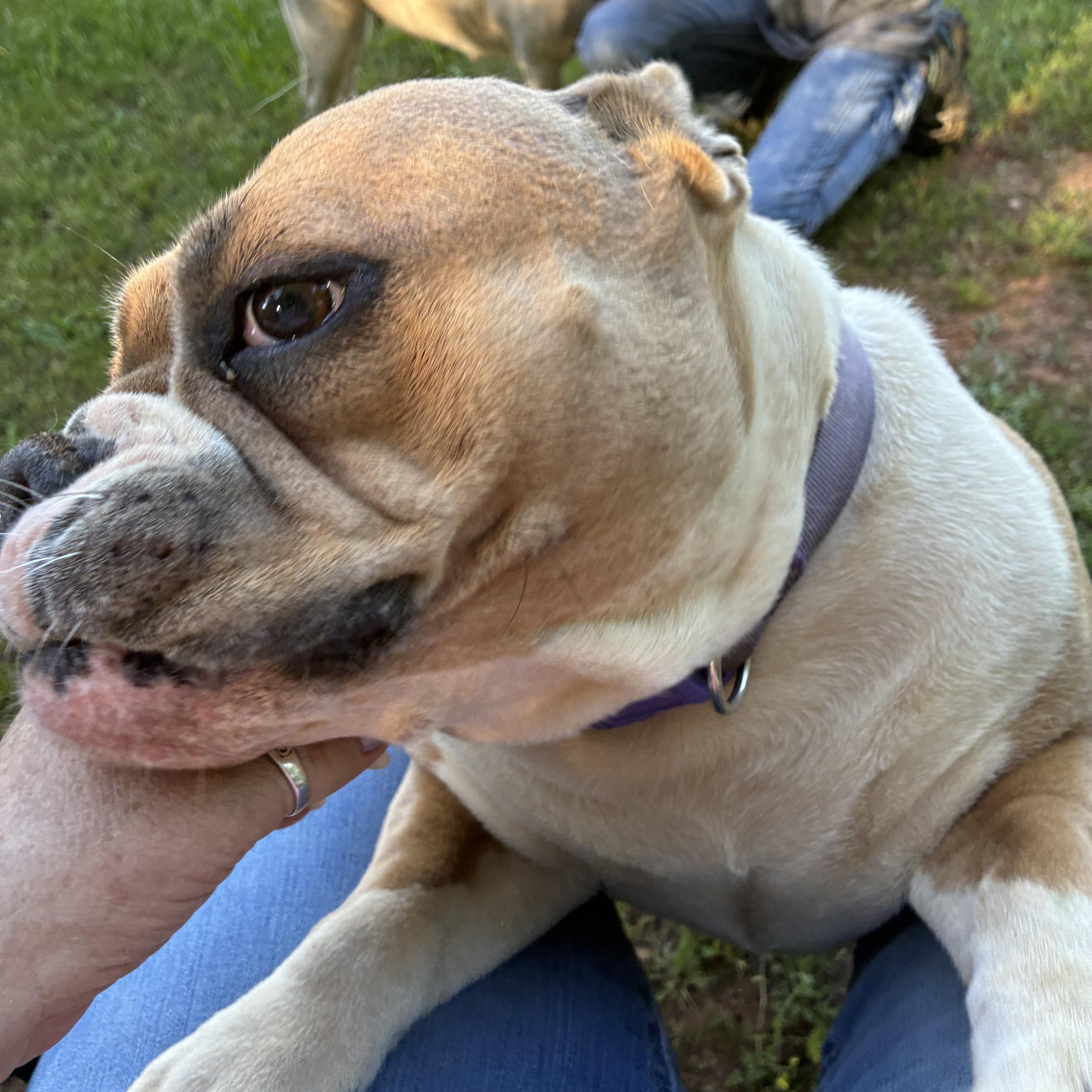 An adult medium-sized female English Bulldog dog named Trixie for adoption in Woodruff, SC