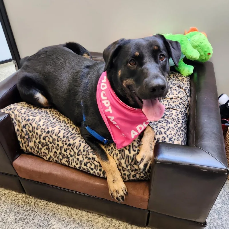 An adult large-sized female Mixed Breed dog named Carmen for adoption in Falls Church, VA