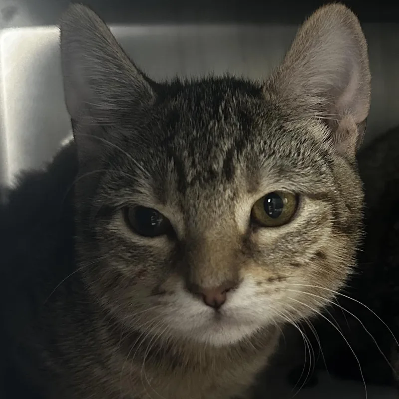 A baby medium-sized female Brown / Chocolate Domestic Short Hair cat named Iris for adoption in Chicago, IL