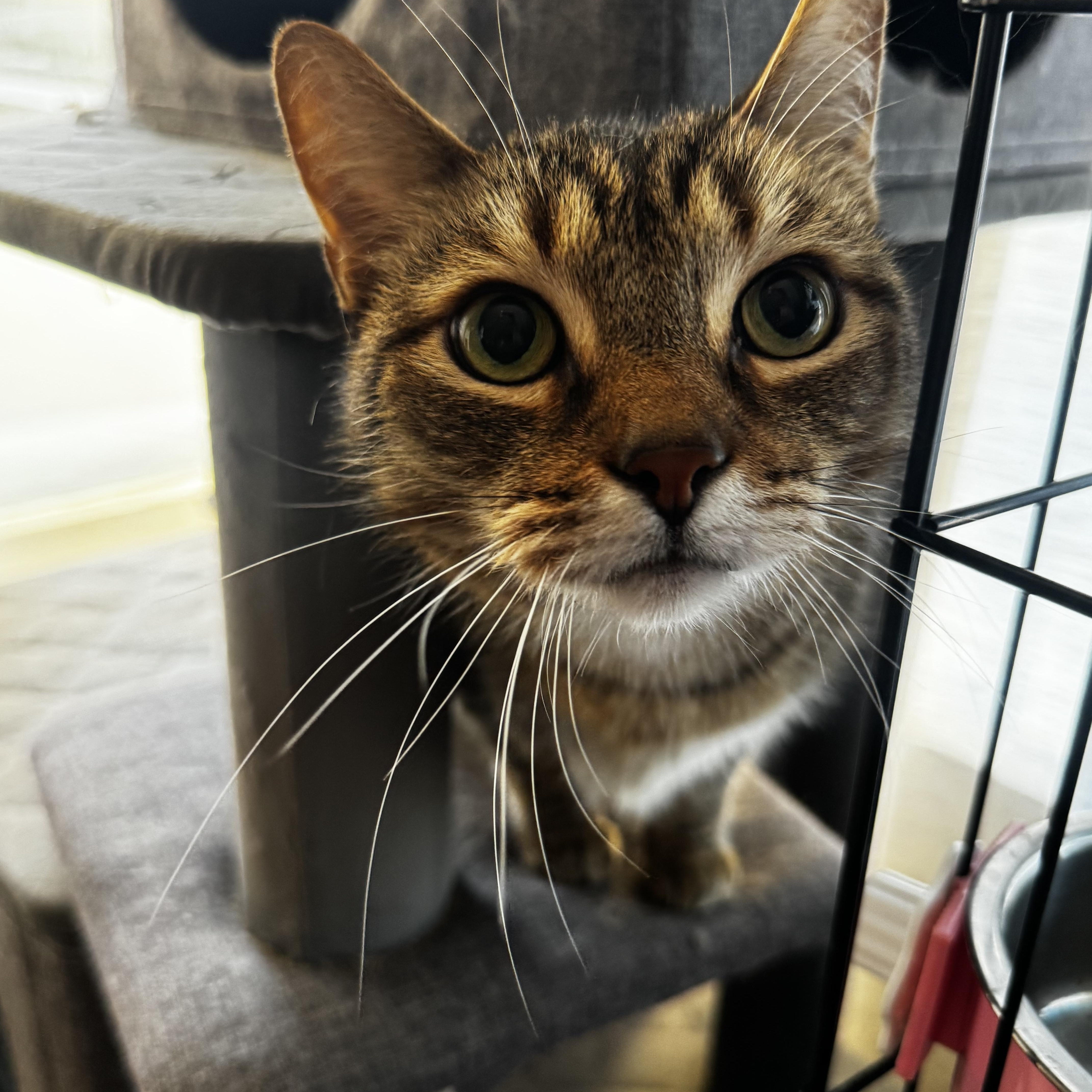 An adult large-sized male Tabby (Brown / Chocolate) Domestic Short Hair cat named Miguelito for adoption in Riverside, CA