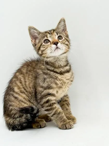 A baby small-sized female Domestic Short Hair cat named Duchess for adoption in Bowling Green, KY