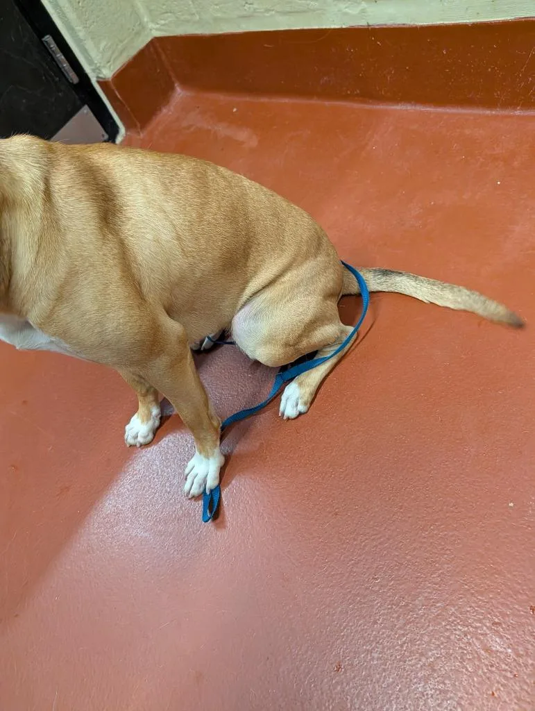 Cookie “sadie” thumbnail 2