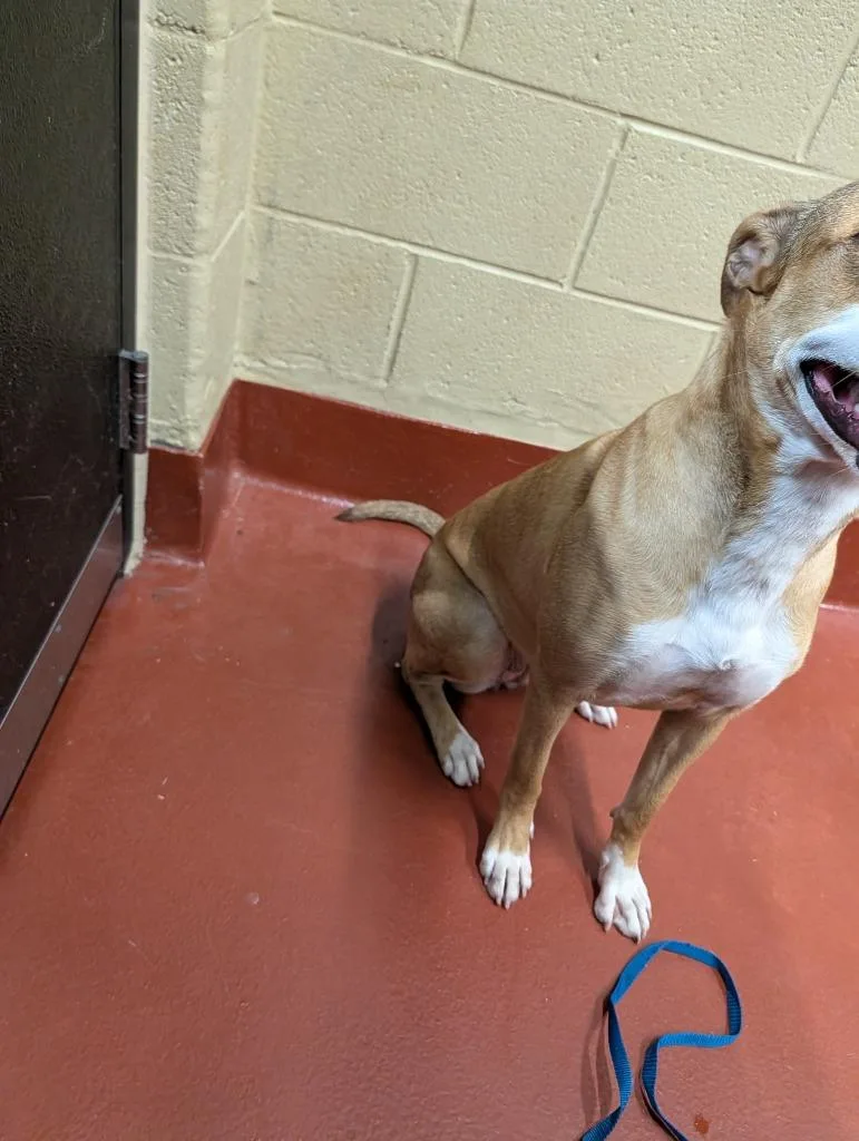 Cookie “sadie” thumbnail 3