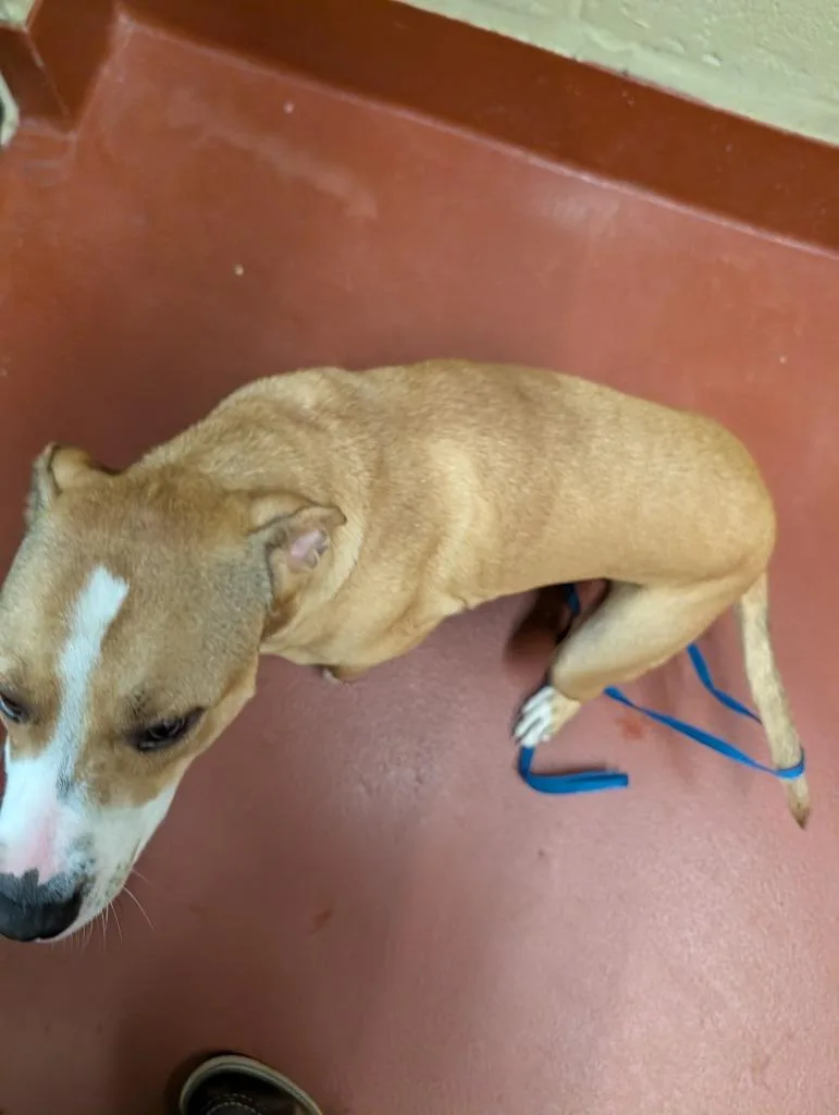 Cookie “sadie” thumbnail 4