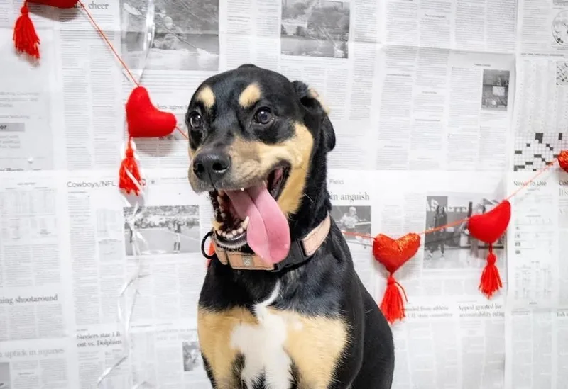 A young large-sized female Brown / Chocolate Rottweiler dog named Cleo for adoption in Richardson, TX