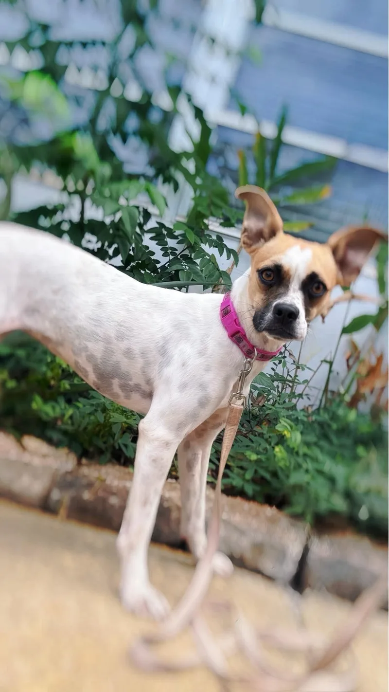 A young small-sized female Mixed Breed dog named Loretta Lynn "Pebbles" for adoption in New Smyrna Beach, FL