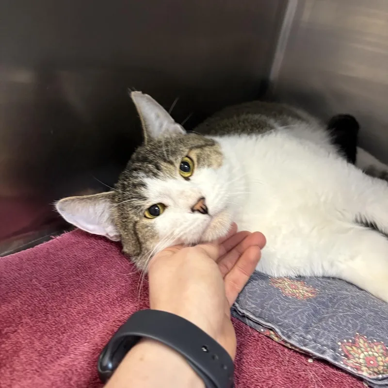 A young large-sized male Domestic Short Hair cat named Coors for adoption in Saint Charles, MO